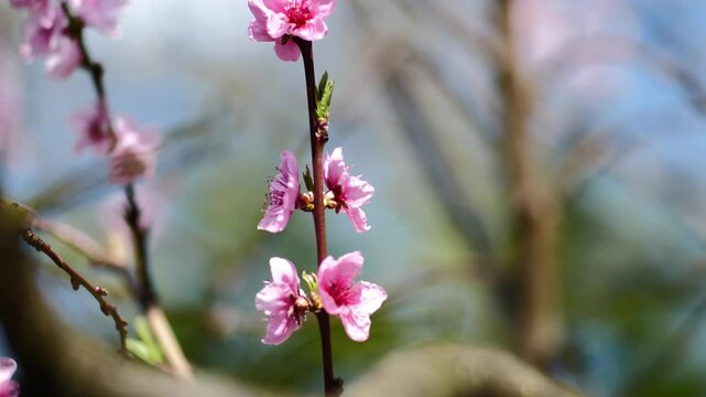 Beautifual Pink Peach Blossoms in a Gerden