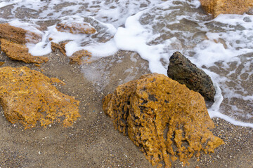 seaweed on the beach