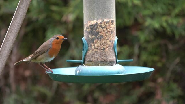 robin at the feeder in the garden