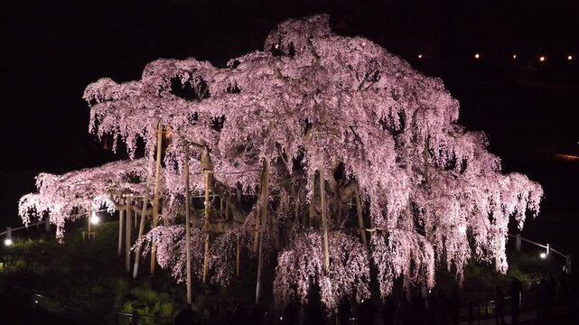 三春滝桜 Images – Browse 289 Stock Photos, Vectors, and
