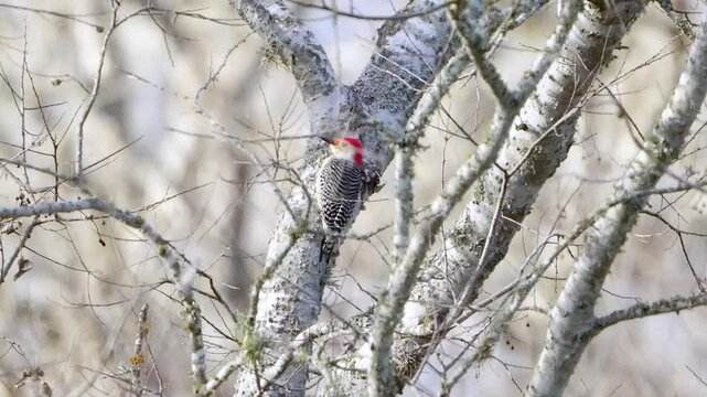 Witness a Red-bellied Woodpecker moving around a bare winter tree, bathed in the soft light of late afternoon. The soft focus creates a gentle, ethereal atmosphere
