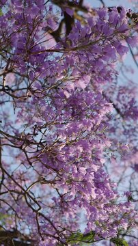 Stunning jacaranda trees in full bloom with vibrant purple flowers against a clear sky, showcasing the beauty of nature.
