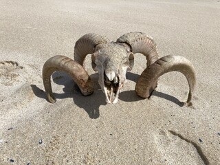 Ramm's scull on a beach