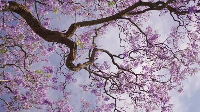 A stunning jacaranda tree in full bloom, viewed from below in spring. Beautiful purple flowers contrast against a clear blue sky.