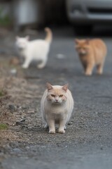 Three Cats Walking on a Road, One in Focus