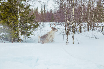 Wild reindeer with big antlers in a snowy forest.