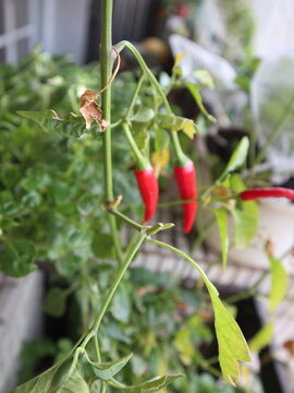 Red Chili Peppers on a Plant design for harvest season