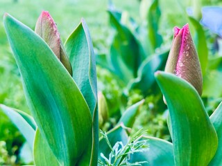 Obraz premium pink tulip flower