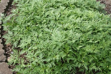 薬用植物園で栽培されているフクジュソウ