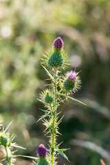Purple thistle flowers with spiky green leaves in a sunlit natural setting. Thistle plant with purple flowers and sharp thorns in sunlight.