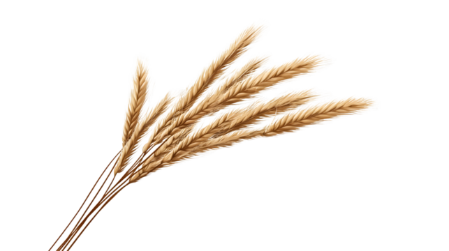 Isolated Ear of Wheat Spikelet on Transparent Background - High-Quality Stock Photo