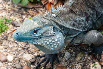 Closeup of a Big Blue Iguana Looking at the Camera