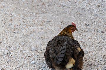 A Wild Hen Hides Her Small Chicks Under Her Feathers on the Side of the Road