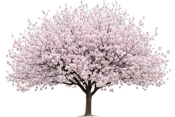 Flowering tree with pale pink blooms, dark brown trunk, against a transparent background