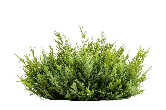 Isolated green bush with dense, needle-like leaves against a transparent background, creating strong contrast