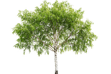 Birch tree on transparent background. The leaves are bright green, and the trunk is white with dark markings
