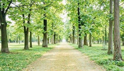 Fototapeta premium Tree-lined path extends into distance