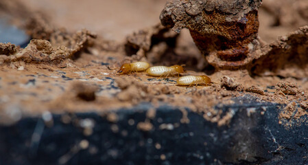 Close up of Termites Eating wood, (Termite damage house)	
