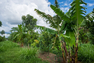 Agroforestry system, planting bananas, lemons and various other types of fruit in the same location