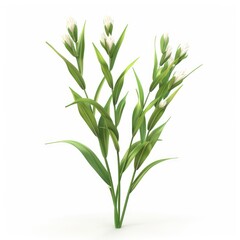 Small cluster of delicate white flowers and foliage.