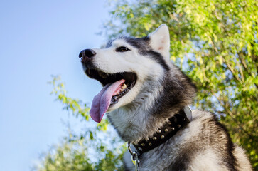 Husky wearing collar looks content with tongue out. Bright sunlight highlights fur against lush...