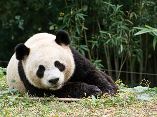 Adorable panda resting in green vegetation.