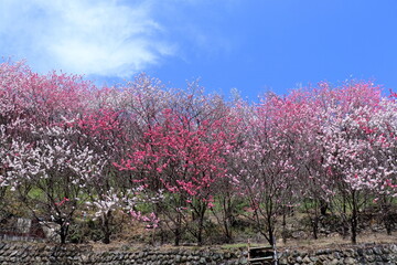 色とりどりの花桃　寺村花の里公園　（高知県 仁淀川町）