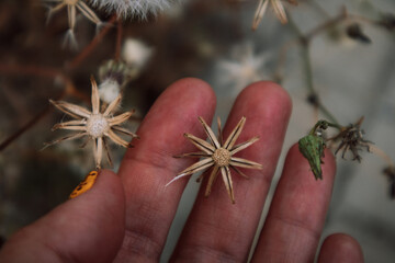 A person's hand gently holds delicate dried wildflowers, showcasing their intricate star-shaped seed heads. The muted tones create natural atmosphere.