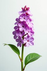 Obraz premium Single lilac sprig, airy, light, white backdrop , lilac, visual