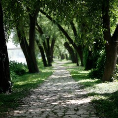 Fototapeta premium Serene Path through the Lush Green Tree Tunnel on a Peaceful Day in the Woods Walkway.