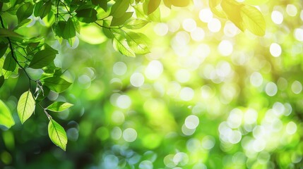 Sunlit Green Leaves Bokeh Background, Summer Nature Photography