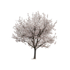 Obraz premium Single Blooming Cherry Tree Isolated on Transparent Background