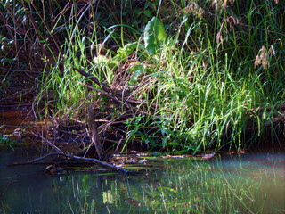Overgrown riverbank with reeds and branches in natural light