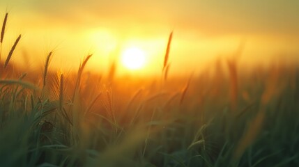 Naklejka premium soft focus picture for background of dramatic sunset over green natural wheat field. 