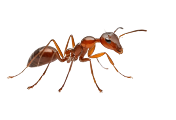ant isolated on transparent background, cutout style