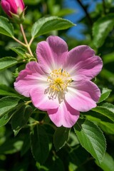 Obraz premium there is a pink flower that is growing on a bush