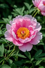there is a pink flower with yellow center in the middle of a bush