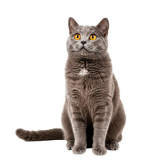Fototapeta premium Grey British Shorthair cat sitting attentively, looking up with bright orange eyes, isolated on white background. Poised domestic pet showing curiosity. This attentive feline is perfect for pet