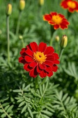 there is a red flower with yellow center in a field