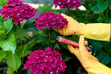 Gardener prunes bright pink hydrangeas in a lush garden during springtime