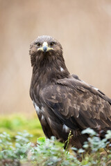 Greater spotted eagle (Clanga clanga) portrait in the forest