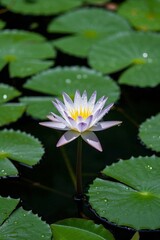 arafed flower in a pond of water with leaves