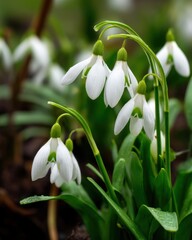Obraz premium Captivating snowdrop blossom close up in a spring garden with delicate white petals and vibrant green stems a symbol of rebirth and new beginnings