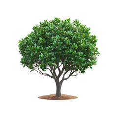 Obraz premium Lush Green Round Tree Isolated on Transparent Background