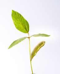 soybean branch with 3 leaves and a semi-open pod isolated on white background.