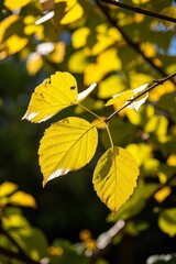 Obraz premium a close up of a leaf on a tree branch with a blue sky in the background
