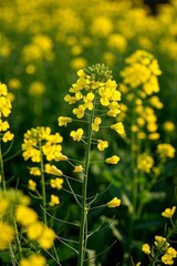 Obraz premium yellow flowers in a field of green and yellow flowers