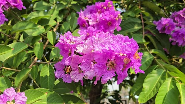 There are bee flying in to drink nectar from Inflorescence of deep pink Queen's crape myrtle flowers. Bouquet of pink flower pride of India. The wind blows and the flowers sway.Queen's crape myrtle, 
