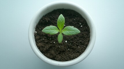 Vibrant green seedling sprouting close up macro shot