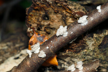 お行儀よく朽ち枝に並んで成長するスエヒロタケ茸幼菌（自然環境下ストロボ＋マクロ接写）